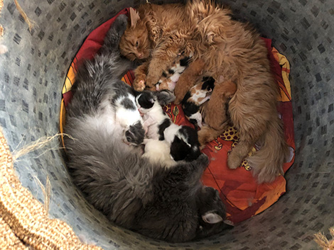 Barselona & Melody mit Kitten am 15. Februar 2020